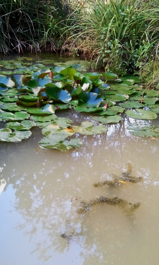 Il Laghetto del Centro di Entomologia - Piombino (LI)